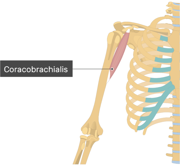 Coracobrachialis 