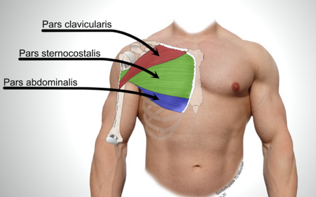 سه بخش اصلی از عضله سینه ای بزرگ